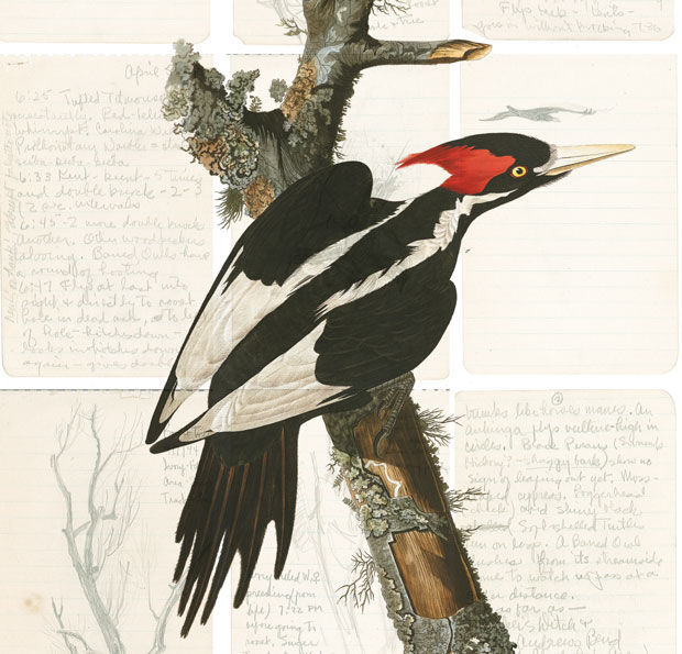 Bird illustration